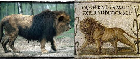 barbary lion descendants.